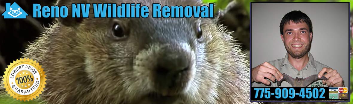 Reno Wildlife and Animal Removal